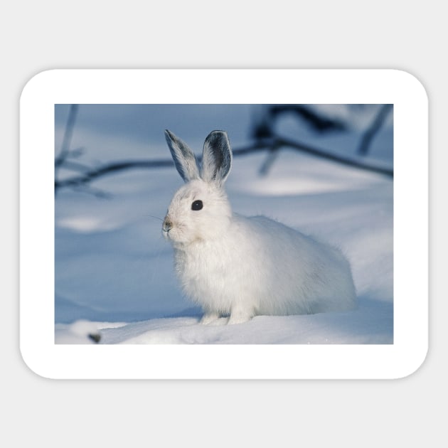 White Rabbit in the Snow in the Winter Sticker by kawaii_shop